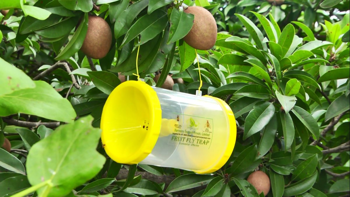 Fruit Fly Trap Harmony Ecotech Pvt. Ltd.