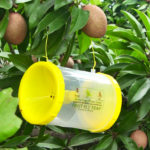 Fruit Fly Trap