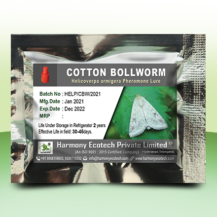 Cotton Bollworm