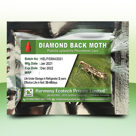 Diamond Back Moth