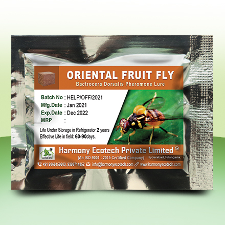 Oriental Fruit Fly
