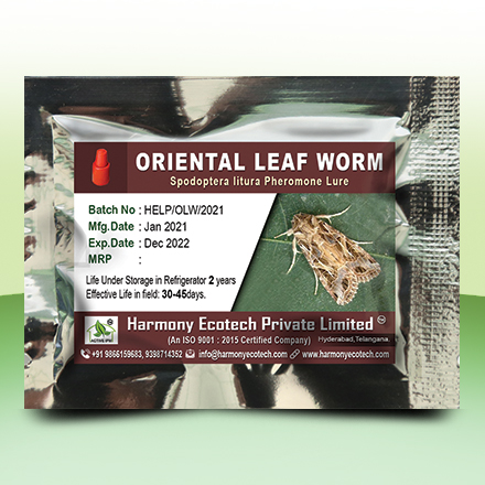 Oriental Leaf Worm