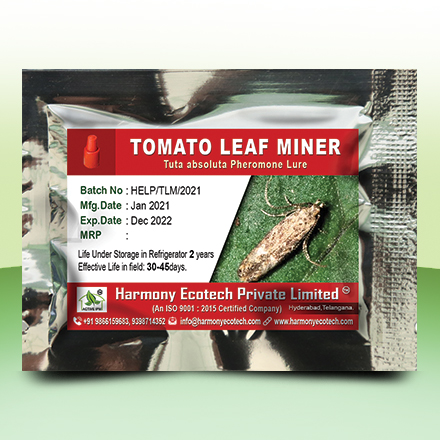 Tomato Leaf Miner